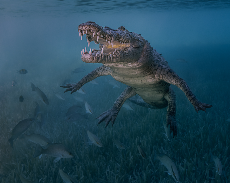 Illustration for article titled 2018's Award-Winning Ocean Photos Will Transport You to Another Planet